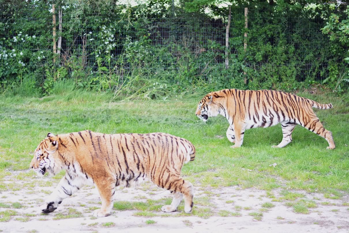 tigres en liberte